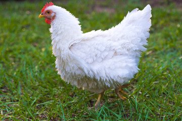 White Frizzle Chicken stands side on with a background of green grass 