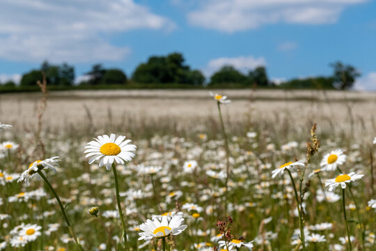 Field of wild chamomile daisies in the Chess River Valley between Chorleywood and Sarratt, Hertfordshire, UK. Photographed on a clear day during a heatwave in late May.