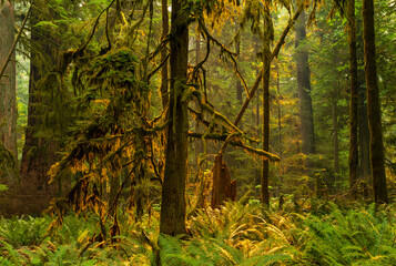 The tropical rainforest woodland with red cedar trees and lush green foliage inside the MacMillan Provincial Park at sunset, Vancouver Island, Canada.