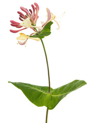 Flowers of honeysuckle, lat. Lonicera caprifolium, isolated on white background