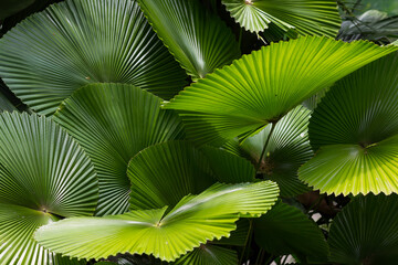 Lush green foliage of a tropical fan palm