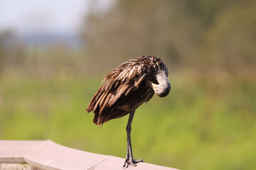 Limpkin_0756