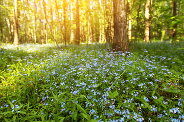 Obraz premium Summer, spring landscape with blue wild flowers in bloom on meadow in forest