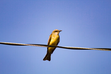 Un pequeño Tordo (Molothrus Bonariensis) posado sobre cables que conducen de energía eléctrica.