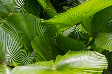 Lush green foliage of a tropical fan palm