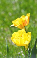 Yellow Tulips