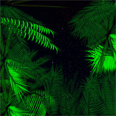 palm trees, tropical night, stars.