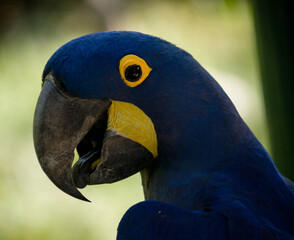 Wildlife. Bird watching. Hyacinth Macaw, Anodorhynchus hyacinthinus, bird closeup. Blue macaw portrait. Parrot's beak and tongue and eye