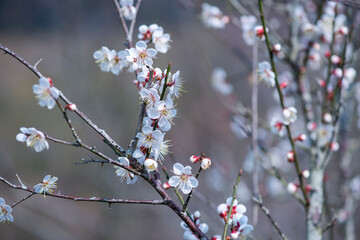 white plum bloossom in garden