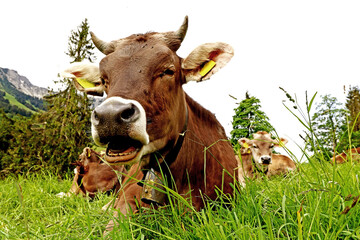 Lustiges Foto von einer Kuh mit Hörnern und Glocke mit offenem Mund im Gebirge