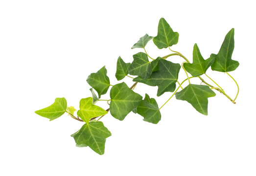 green ivy isolated on a white background.