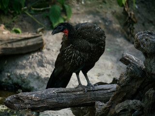 Fauna. Bird watching. Black turkey portrait in natural habitat. Endangered species. Environmental protection