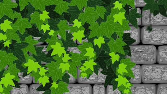 Growing Ivy leaf wall animation in a stone wall
