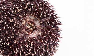 Isolated sea urchin with visible teeth, close up