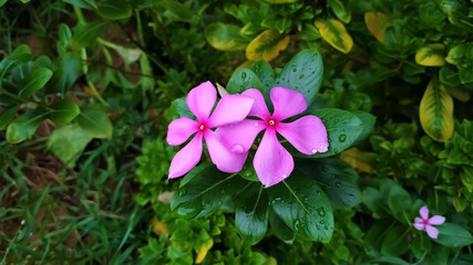 Rosy pink periwinkle flowers with beautiful green leafs