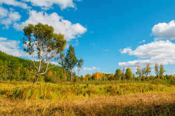 Fototapeta na wymiar Beautiful field with birch trees on a background of the green forest and blue sky with clouds. Bright sunny evening. Autumn mood. Beautiful nature of Russia.