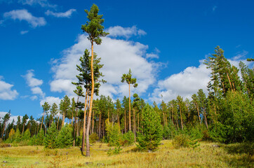 Beautiful tall pine trees against the blue sky and clouds. Sunny autumn evening in the forest. Stunning natural landscape. Horizontal shot.