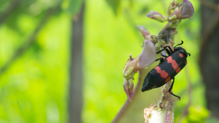 Beautiful Mylabris Pustulata with red strokes on her back. One type of insect that does not harm farmers