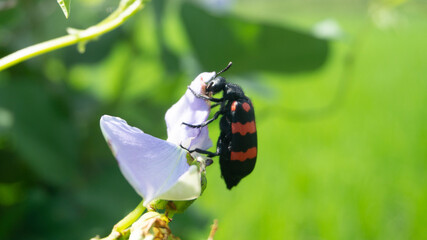 Beautiful Mylabris Pustulata with red strokes on her back. One type of insect that does not harm farmers