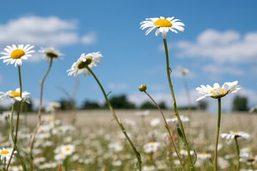 Fototapeta na wymiar Field of wild chamomile daisies in the Chess River Valley between Chorleywood and Sarratt, Hertfordshire, UK. Photographed on a clear day during a heatwave in late May.