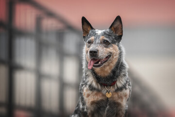 Classic portrait of an Australian cattle dog against a geometric urban landscape
