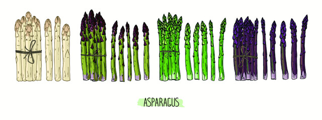 Hand drawn sketch style Asparagus set. Bundles of green, white and purple Asparagus. Color illustration. 