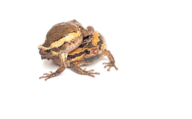 Kaloula pulchras on a white background. It is a native animal of Thailand and Asia. People can catch it to make local food.