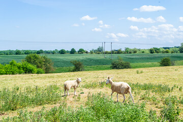 Obraz premium Sheep in a green field in summer in England