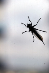 Silhouette of a winged insect on a glass
