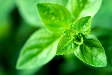 Top-down view of basil leaves seen in a selective-focus close up. The top of the plant is sharp while the base proved bokeh field for copy space. 