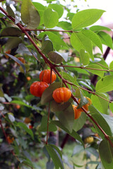 A bunch of Brazilian cherries (Eugenia uniflora), known as 