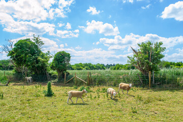 Naklejka premium Herd of sheep in a green field in summer in England