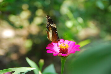 Close up a tropical butterfly alighted on pink zinnia flowers. The butterfly sucks on honey flowers or nectar for its food. this is a symbiosis between a butterfly and a flower