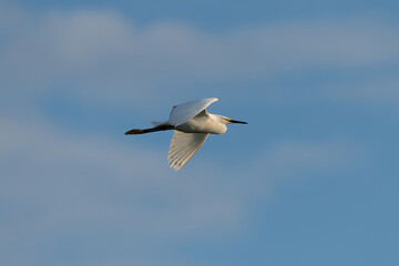 Cattle Egret over Blue Sky
