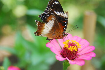 Fototapeta na wymiar Close up a tropical butterfly alighted on pink zinnia flowers. The butterfly sucks on honey flowers or nectar for its food. this is a symbiosis between a butterfly and a flower