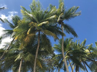 A low angle view of palm trees