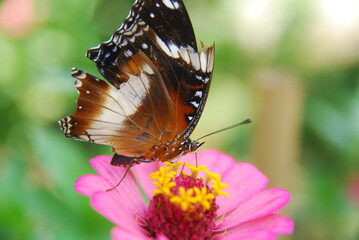 Close up a tropical butterfly alighted on pink zinnia flowers. The butterfly sucks on honey flowers or nectar for its food. this is a symbiosis between a butterfly and a flower