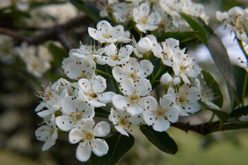 cherry tree flowers