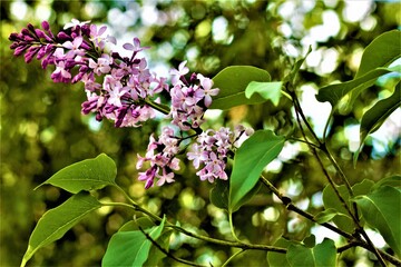 lilac flowers in the garden