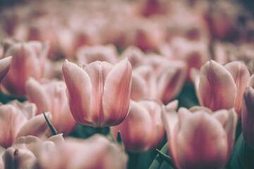 Beautiful tulip on vintage style;  background or texture