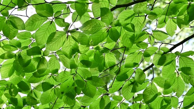 sun shining through green leaves in  beech forest  - clean environment and freedom conceptual footage