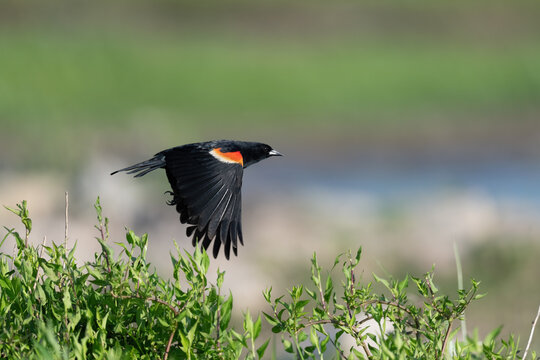 Red-winged Blackbird