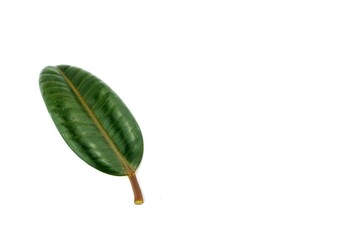Rubber tree leaf on white background