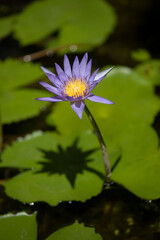 A close up shot of a beautiful water lily in bright sun with shadow