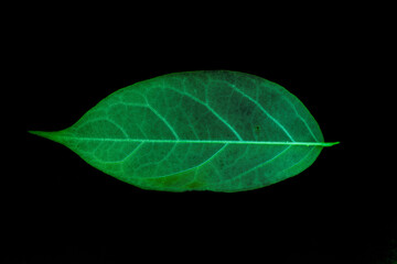 Transparent green leaves with isolated black background for medical conceptual and text adding commercial
