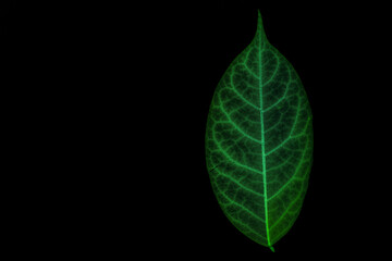 Transparent green leaves with isolated black background for medical conceptual and text adding commercial
