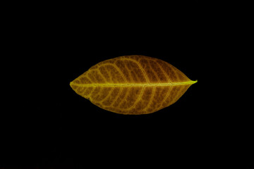 Transparent yellow leaves with isolated black background for medical conceptual and text adding commercial