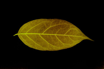 Transparent yellow leaves with isolated black background for medical conceptual and text adding commercial