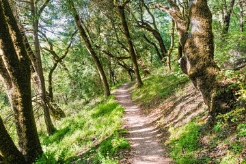 Fototapeta na wymiar Hiking trail through the forests of Santa Cruz Mountains, San Francisco bay area, California