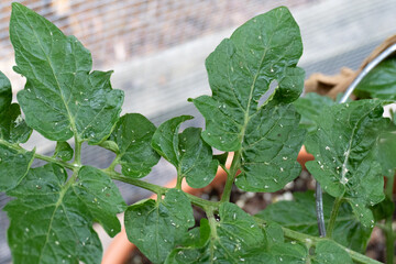 Aphids and other pests covering the leaves of a tomato plant in a home garden © Liz W Grogan